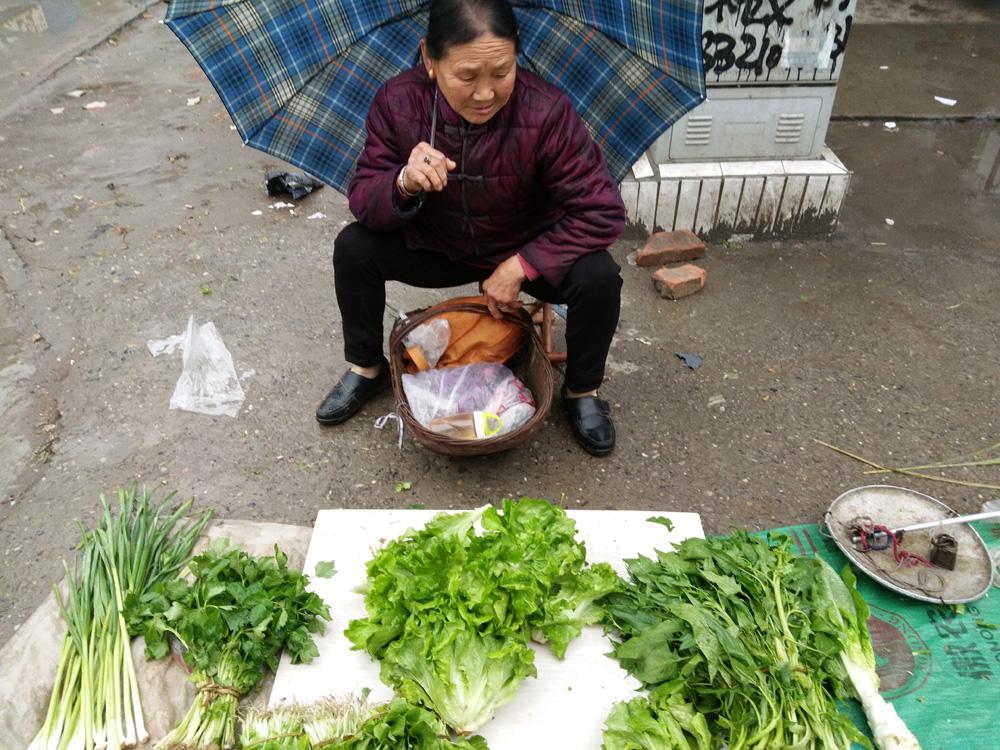 芹菜价格最新行情解析