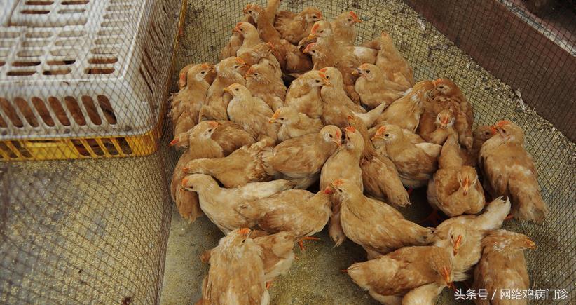 H7N9最新动态，全球禽流感防控进展关注持续更新