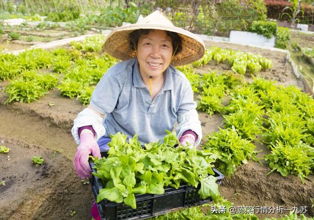 四川今日西红柿行情解析